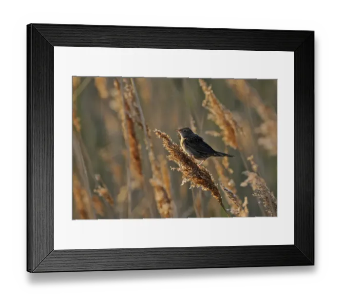 Framed Print : Grasshopper Warbler Locustella naevia Norfolk June Framed Print : Grasshopper Warbler Locustella naevia Norfolk June