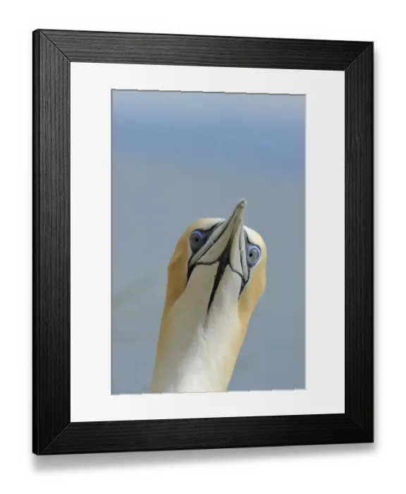 Framed Print : Australasian Gannet Morus serrator Cape Kidnappers North Island New Zealand Framed Print : Australasian Gannet Morus serrator Cape Kidnappers North Island New Zealand