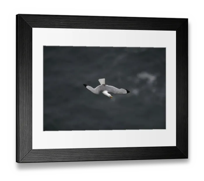 Framed Print : Black-legged Kittiwake Risa tridactyla Fowlsheugh RSPB Reserve Scotland July Framed Print : Black-legged Kittiwake Risa tridactyla Fowlsheugh RSPB Reserve Scotland July