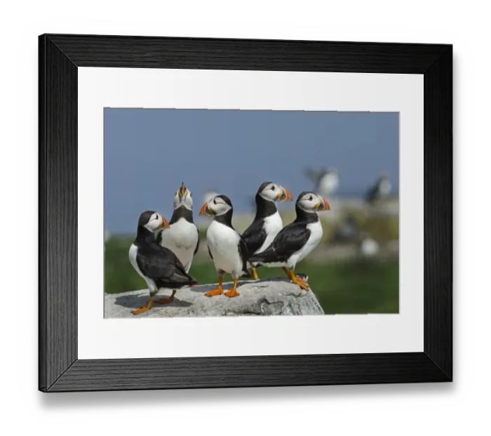 Framed Print : Puffins Fratercula arctica Inner Farne, Farne Islands Northumberland July Framed Print : Puffins Fratercula arctica Inner Farne, Farne Islands Northumberland July