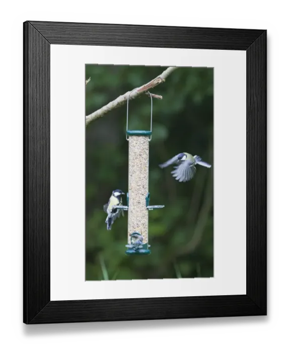 Framed Print : 004396 Framed Print : 004396