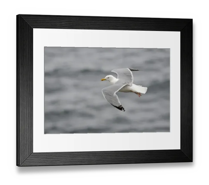 Framed Print : Herring Gull Larus argentatus Fowlsheugh RSPB Resrrve Scotland Framed Print : Herring Gull Larus argentatus Fowlsheugh RSPB Resrrve Scotland