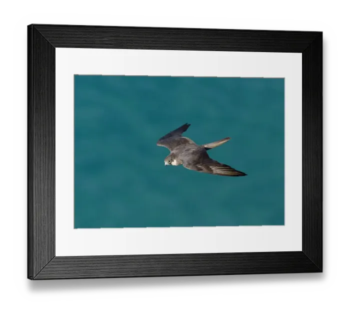 Framed Print : Eleonoras Falcon Falco eleonarae pale morph Cyprus autumn