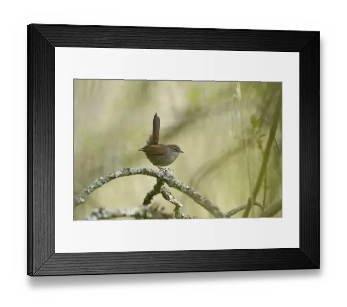 Framed Print : Cettis Warbler Cettia cettia Ferry Wood Norfolk Broads spring Framed Print : Cettis Warbler Cettia cettia Ferry Wood Norfolk Broads spring