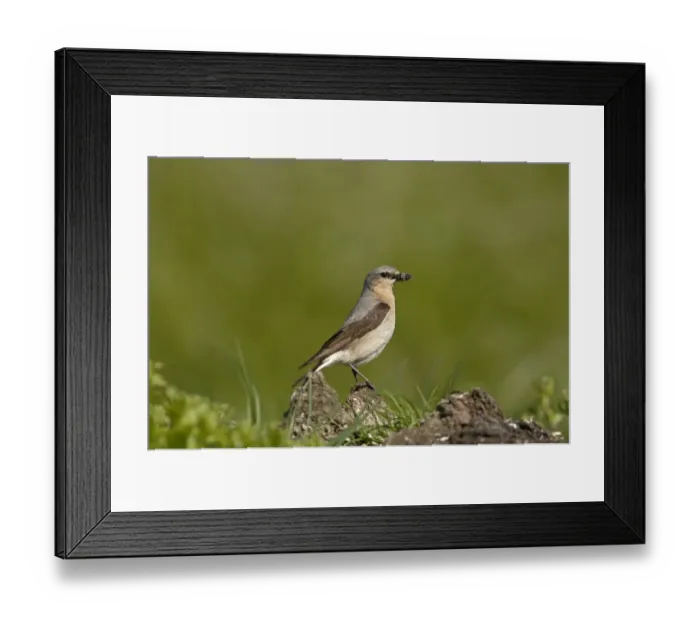 Framed Print : Northern Wheatear, Oenanthe oenanthe Shetland June Framed Print : Northern Wheatear, Oenanthe oenanthe Shetland June