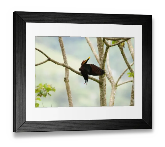 Framed Print : Montezuma Oropendola Psarocolius montezuma Costa Rica Framed Print : Montezuma Oropendola Psarocolius montezuma Costa Rica