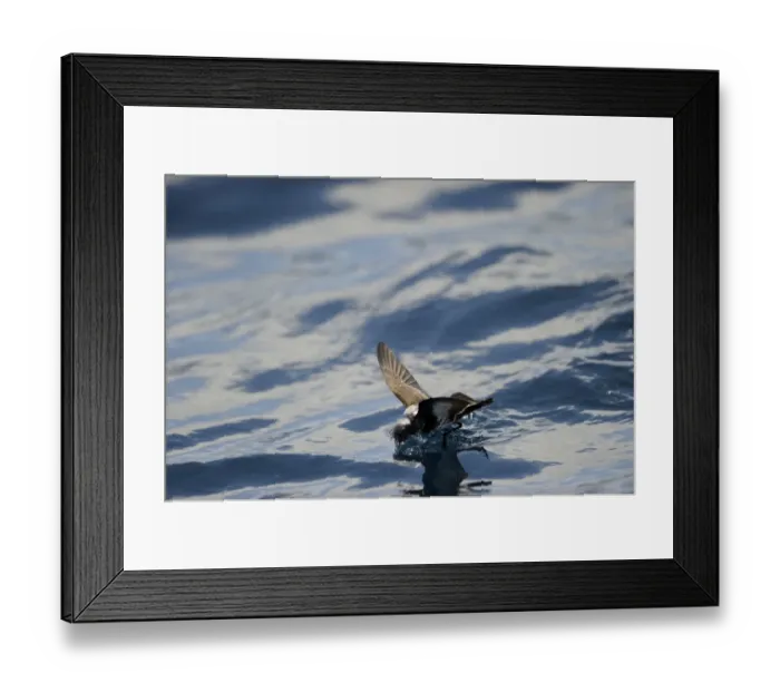 Framed Print : New Zealand Storm Petrel Oceanites maorianus Hauraki Gulf off North Island New Zealand