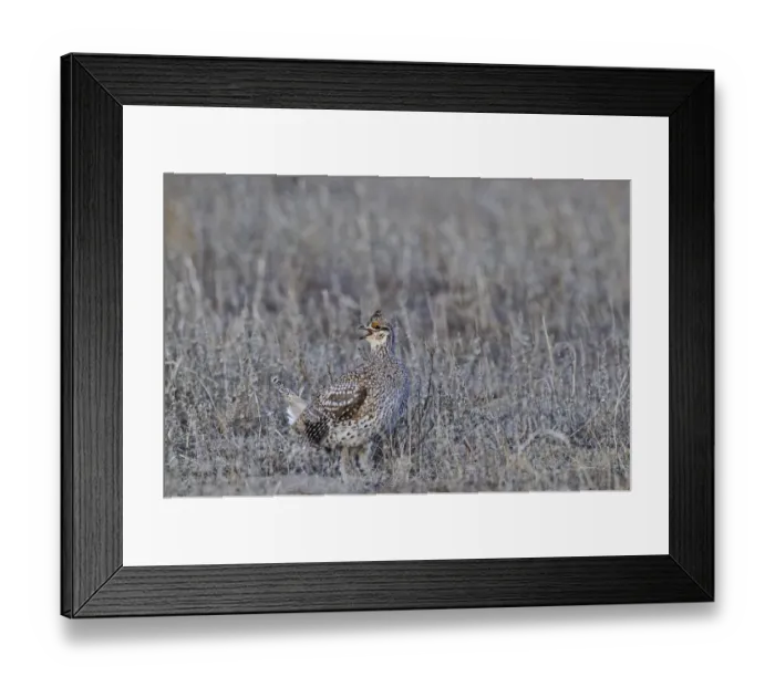 Framed Print : Sharp-tailed Grouse, Tympanuchus phasianellus at lek in Sandhills Nebraska USA Framed Print : Sharp-tailed Grouse, Tympanuchus phasianellus at lek in Sandhills Nebraska USA