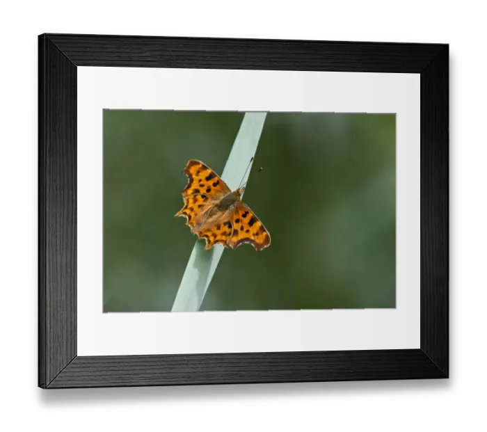 Framed Print : Comma Butterfly Polygonia c-album Norfolk Framed Print : Comma Butterfly Polygonia c-album Norfolk