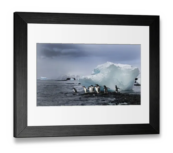 Framed Print : Gentoo Penguins Pygoscelis papua Brown Bluff Antarctic Peninsula Antarctica Framed Print : Gentoo Penguins Pygoscelis papua Brown Bluff Antarctic Peninsula Antarctica