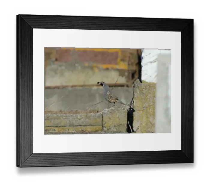 Framed Print : California Quail, Callipepla californica, Kaikoura South Island New Zealand - introduced Framed Print : California Quail, Callipepla californica, Kaikoura South Island New Zealand - introduced