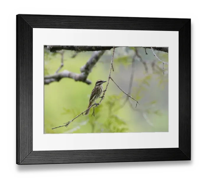 Framed Print : Streaked Flycatcher Myiodynastes maculatus Amazon River near Iquitos Peru Framed Print : Streaked Flycatcher Myiodynastes maculatus Amazon River near Iquitos Peru