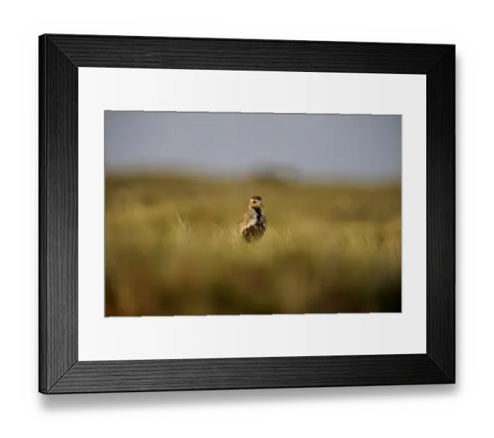 Framed Print : Golden Plover Pluvialis apricaria Shetland June Framed Print : Golden Plover Pluvialis apricaria Shetland June