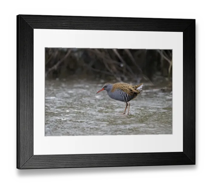 Framed Print : Water Rail (Rallus aquaticus) male feding on icy pool Slimbridge winter Framed Print : Water Rail (Rallus aquaticus) male feding on icy pool Slimbridge winter