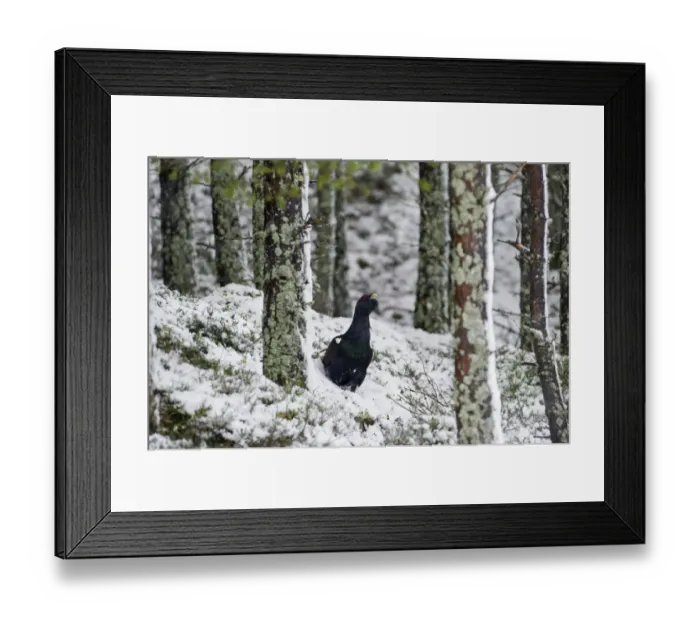 Framed Print : Capercailie Tetrao urogallus male in winter Highlands Scotland February Framed Print : Capercailie Tetrao urogallus male in winter Highlands Scotland February