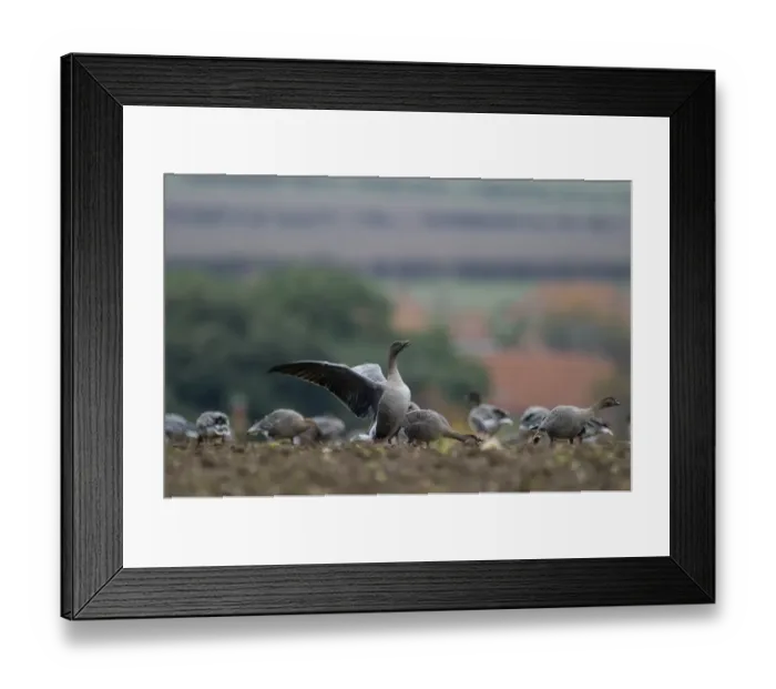 Framed Print : Pink-footed Geese Anser brachyrynchus on cut sugar beet field North Norfolk winter