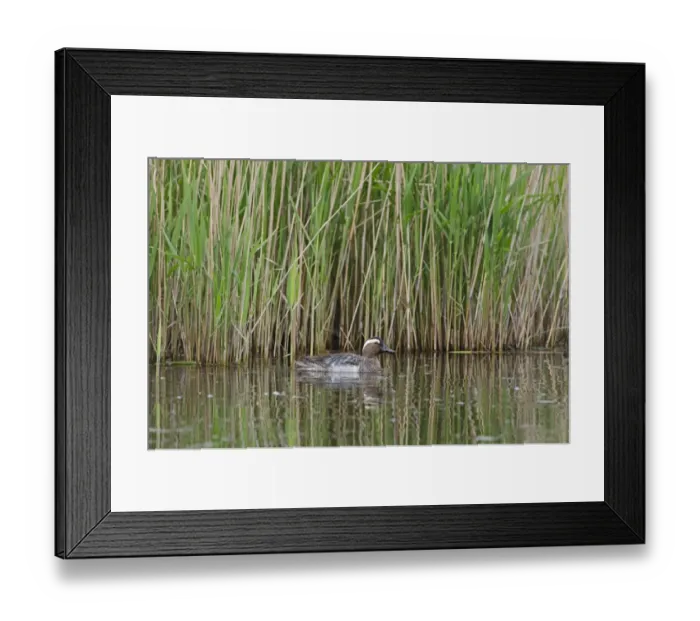 Framed Print : Garganey Anas querquedula male Cley Norfolk spring Framed Print : Garganey Anas querquedula male Cley Norfolk spring