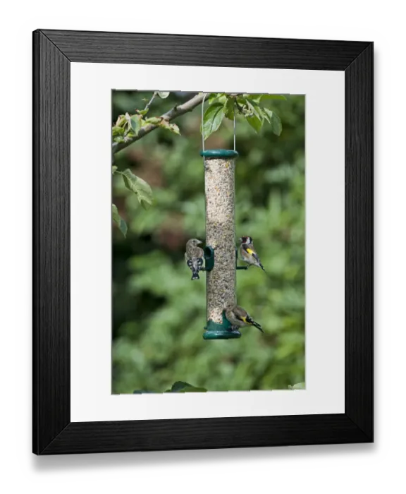 Framed Print : 004409 Framed Print : 004409