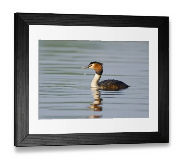 Framed Print : Great crested Grebed Podiceps cristatus n breeding plumage Kent spring Framed Print : Great crested Grebed Podiceps cristatus n breeding plumage Kent spring