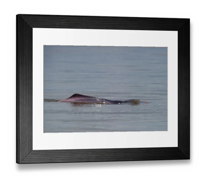 Framed Print : Amazon River Dolphin Inia geoffrensis River Amazon Iquitos Peru Framed Print : Amazon River Dolphin Inia geoffrensis River Amazon Iquitos Peru