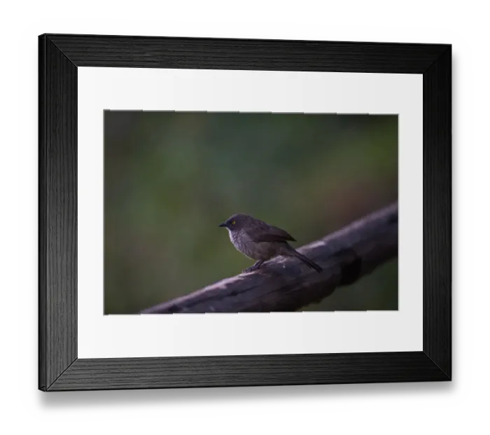 Framed Print : Arrow-marked Babbler Turdoides jardinell Masai Mara Kenya Framed Print : Arrow-marked Babbler Turdoides jardinell Masai Mara Kenya