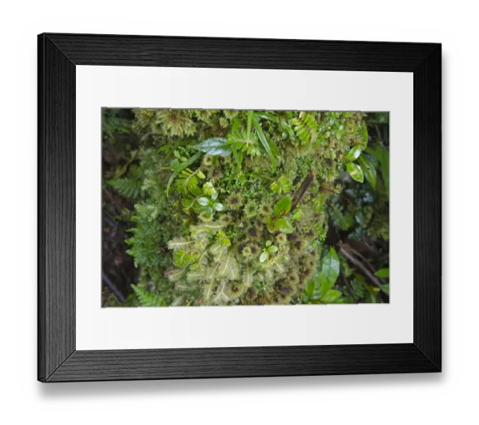 Framed Print : Moss and Liverwort detail on log in montane forest near Mt Hagen Western Highlands Framed Print : Moss and Liverwort detail on log in montane forest near Mt Hagen Western Highlands