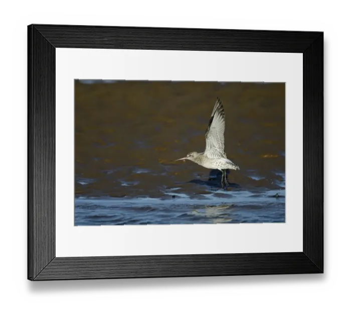 Framed Print : Bar-tailed Godwit (Limosa lapponica) Norfolk winter Framed Print : Bar-tailed Godwit (Limosa lapponica) Norfolk winter