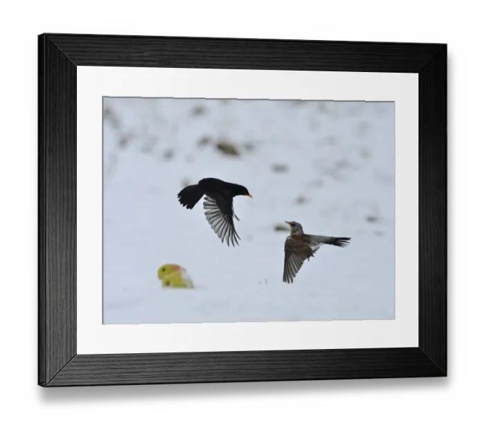 Framed Print : Fieldfare Turdus pilaris fighting with male Blackbird Turdus merula over apples Framed Print : Fieldfare Turdus pilaris fighting with male Blackbird Turdus merula over apples