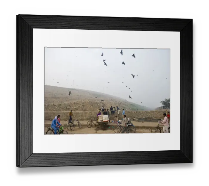 Framed Print : Black Kites Milvus migrans at Ghazipur rubbish fump one of the largest dumps on earth Framed Print : Black Kites Milvus migrans at Ghazipur rubbish fump one of the largest dumps on earth