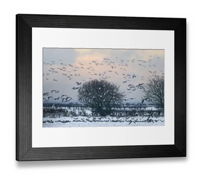 Framed Print : Barnacle Geese Branta leucopsis Solway Dumfries Scotland winter Framed Print : Barnacle Geese Branta leucopsis Solway Dumfries Scotland winter