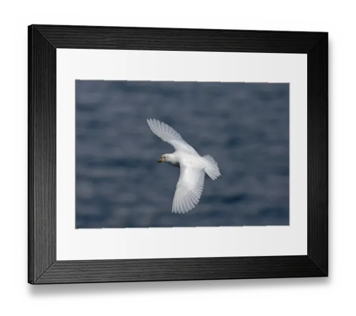 Framed Print : Pale-faced (Snowy) Sheathbill Chionis alba South Georgia November Framed Print : Pale-faced (Snowy) Sheathbill Chionis alba South Georgia November