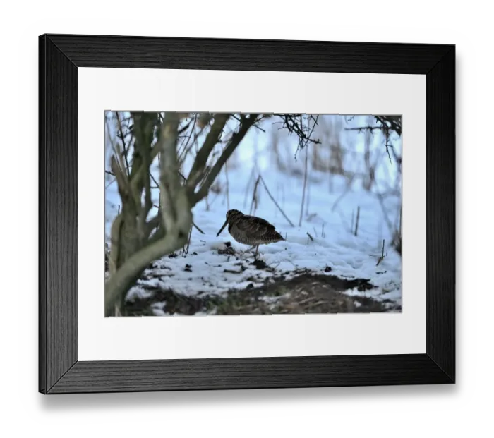 Framed Print : Eurasian Woodcock (Scolopax rusticola) Norfolk winter Framed Print : Eurasian Woodcock (Scolopax rusticola) Norfolk winter