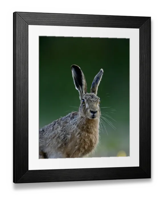 Framed Print : Brown Hare Lepus europaeus Norfolk May Framed Print : Brown Hare Lepus europaeus Norfolk May
