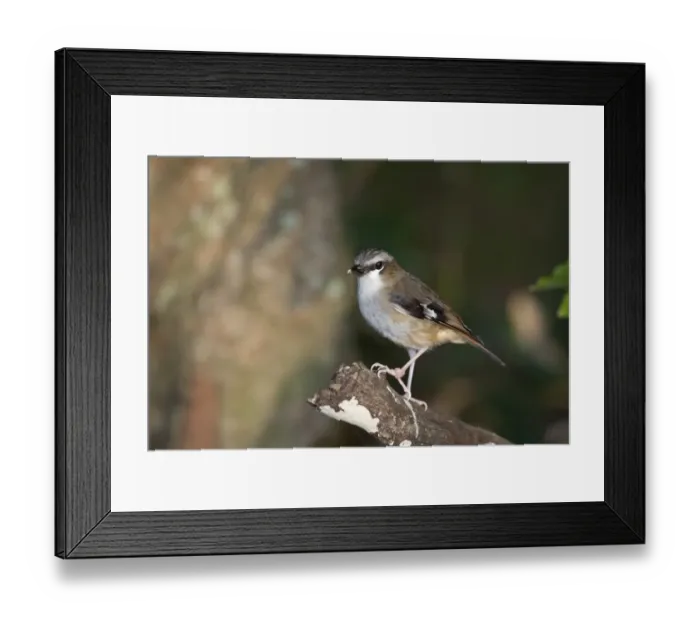Framed Print : White-browed Robin Poecilodryas supercilosa Northern Queensland Australia