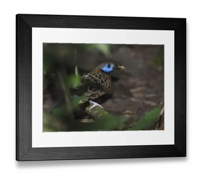 Framed Print : Ocellated Antbird Phaenostictus mcleannani feeding around ant swarm along Pipeline Framed Print : Ocellated Antbird Phaenostictus mcleannani feeding around ant swarm along Pipeline