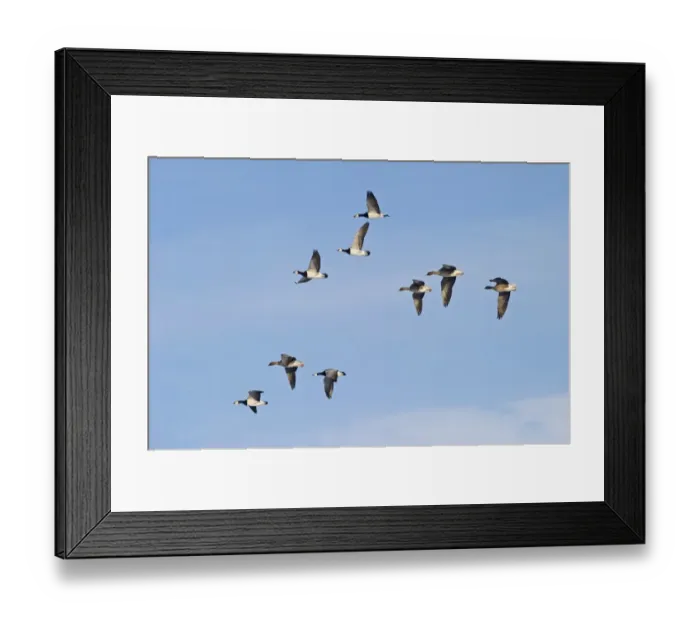 Framed Print : Barnacle and Pink-footed Geese Solway Dumfries Scotland winter Framed Print : Barnacle and Pink-footed Geese Solway Dumfries Scotland winter