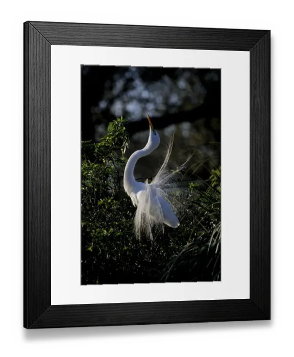 Framed Print : Great Egret Ardea alba displaying at nest St Augustine Florida USA Framed Print : Great Egret Ardea alba displaying at nest St Augustine Florida USA