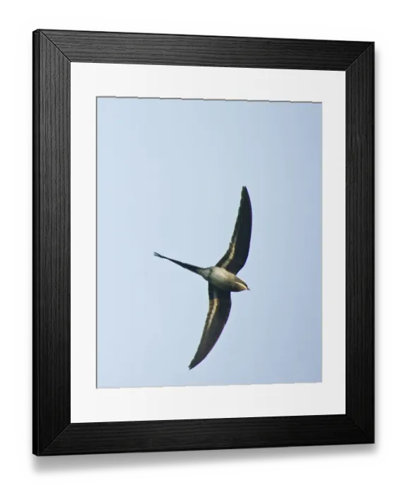 Framed Print : Moustached Tree-Swift Hemiprocne mystacea Varirata NP Papua New Guinea Framed Print : Moustached Tree-Swift Hemiprocne mystacea Varirata NP Papua New Guinea