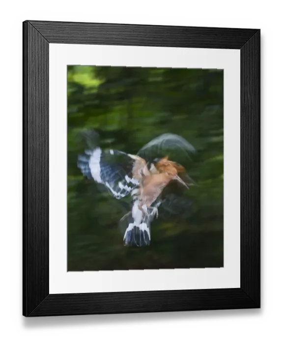 Framed Print : Hoopoe Upupa epops arriving at nest Spain Framed Print : Hoopoe Upupa epops arriving at nest Spain