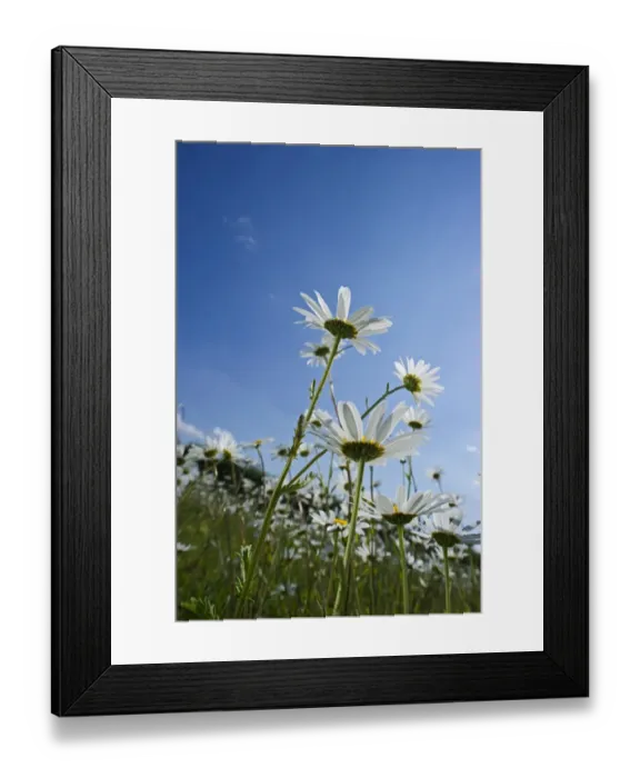 Framed Print : Ox-eye Daisy field North Norfolk summer Framed Print : Ox-eye Daisy field North Norfolk summer