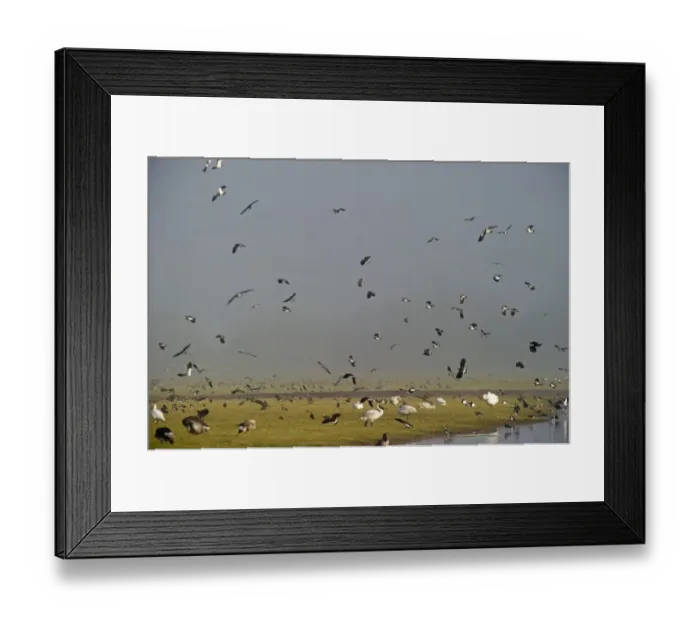 Framed Print : Lapwing Vanellus vanellus flock Slimbridge Glos winter Framed Print : Lapwing Vanellus vanellus flock Slimbridge Glos winter