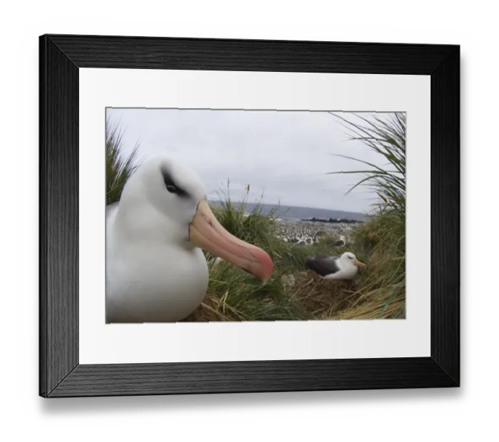 Framed Print : Black-browed Albatross Thalassarche melanophryson nest Steeple Jason Island Falklands Framed Print : Black-browed Albatross Thalassarche melanophryson nest Steeple Jason Island Falklands
