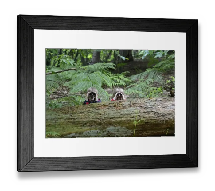 Framed Print : Young boy and girl )brother and sister) bird watching in woodland in summer Norfolk Framed Print : Young boy and girl )brother and sister) bird watching in woodland in summer Norfolk