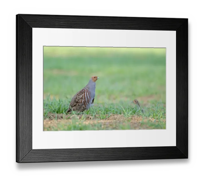 Framed Print : Grey Partridge Perdix perdix Norfolk spring Framed Print : Grey Partridge Perdix perdix Norfolk spring