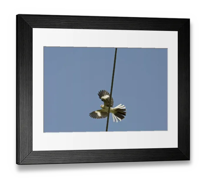 Framed Print : Northern Mockingbird Cape May New Jersey USA spring Framed Print : Northern Mockingbird Cape May New Jersey USA spring