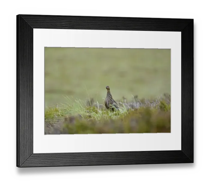 Framed Print : Red Grouse, Lagopus lagopus scotica, female Highlands Scotland July Framed Print : Red Grouse, Lagopus lagopus scotica, female Highlands Scotland July