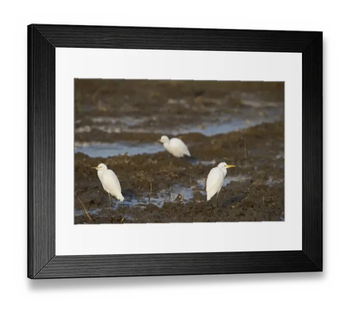 Framed Print : Cattle Egret (Bubulcus ibis) feeding around people working in fields Uttar Pradesh Framed Print : Cattle Egret (Bubulcus ibis) feeding around people working in fields Uttar Pradesh