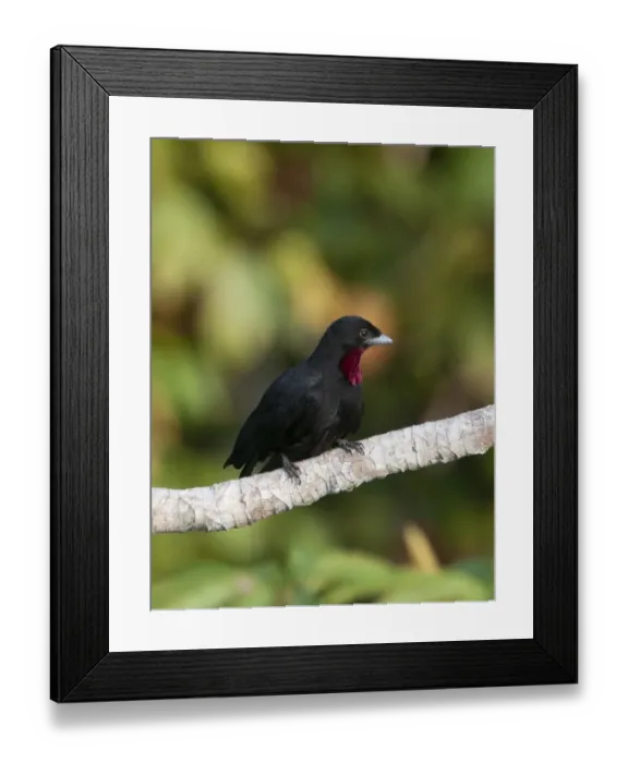 Framed Print : Purple-throated Fruit Crow Querula purpurata Peruvian Amazon Framed Print : Purple-throated Fruit Crow Querula purpurata Peruvian Amazon