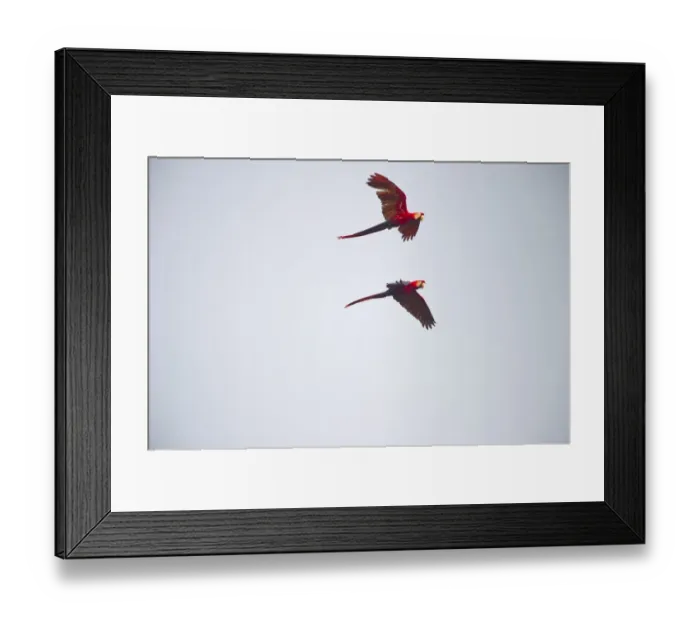 Framed Print : Blue and Yellow Macaw Ara ararauna Tambopata Amazon Peru Framed Print : Blue and Yellow Macaw Ara ararauna Tambopata Amazon Peru