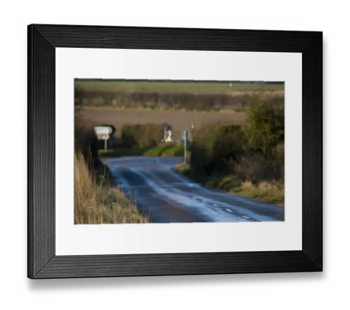 Framed Print : Barn Owl Tyto alba fcrossing road at Burnham Overy Norfolk February Framed Print : Barn Owl Tyto alba fcrossing road at Burnham Overy Norfolk February